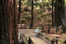 Combination City/Muir Woods